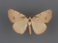 6684 Drepanulatrix bifilata male