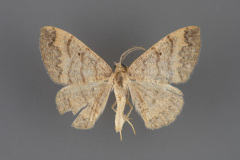 6707 Pterospoda opuscularia-male-iii-125