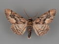 6766 Phaeoura mexicanaria male