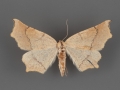 6854 Eriplatymetra grotearia female