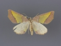 6857 Lychnosea helveolaria female