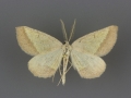 6857 Lychnosea helveolaria male