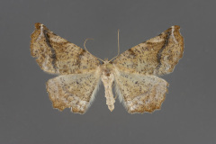 6871-Neoselenia hilumaria-dorsal-female-iv-19