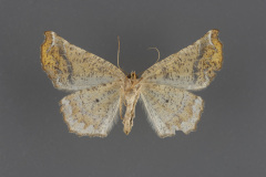 6871-Neoselenia-Caripeta-hilumaria-ventral-female-iv-19