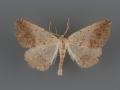 6981 Prochoerodes forficaria male