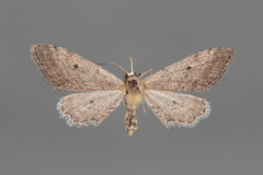 7089-Euacidalia-quakerata-female