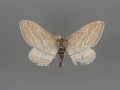 7097 Lobocleta plemyraria male