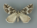 7280 Ersephila grandipennis male
