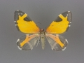 7354 Stamnodes fervefactaria male dorsal