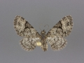 7466 Eupithecia edna female