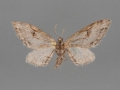 7500 Eupithecia bolterii male