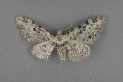 7566-Eupithecia-niveifascia-iv-3