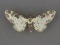 7611 Eupithecia gypsata