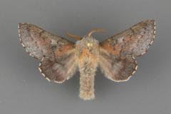 7687-Phyllodesma-americana-male dorsal