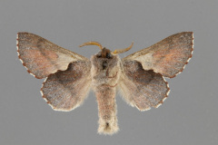 7687-Phyllodesma americana male vental