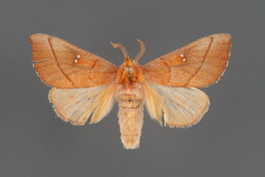 7915 Nadata gibbosa-iii-175