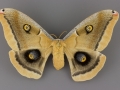 7757.1 Antheraea oculea female