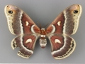 7769 Hyalophora gloveri male