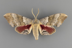 7829-Pachysphinx-occidentalis-male