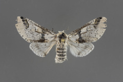 7940-Furcula-scolopendrina-female-iv-19