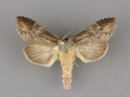 7959 Dasylophia melanopa male