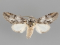 7976 Macrurocampa dorothea male