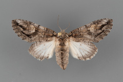 7991-Heterocampa-averna-female.jpg