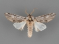 8015 Ianassa coloradensis male