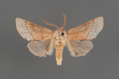 8021-Euhyparpax-rosea-male-iv-11