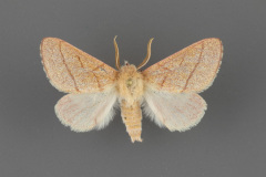 8025-Hyparpax-aurostriata-male