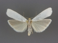 8053 Crambidia cephalica male