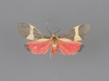 8066.1 Cisthene schwarziorum female