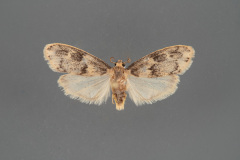 8095-Bruceia-hubbardi-male-iii-59