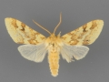 8214 Lophocampa maculata male