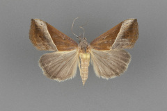 8456-Hypena-lividalis-female