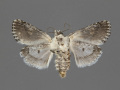 8466-Tathorhynchus-exsiccata-male-ventral