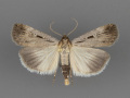 8466-Tathorhynchus-exsiccata-male