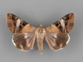 8598-Melipotis-perpendicularis-male