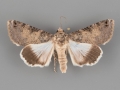 8609 Melipotis novanda female