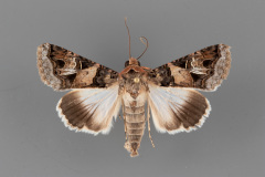 8609-Melipotis-novanda-male