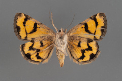 8636-Drasteria-adumbrata-female-ventral-iii-175