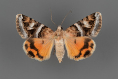 8639-Drasteria-howlandii-female-dorsal