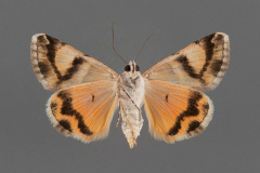 8639-Drasteria-howlandii-female-ventral