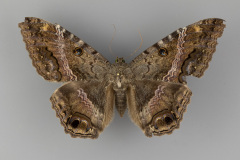 8649-Ascalapha-odorata-female