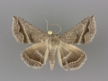8654 Lesmone griseipennis male