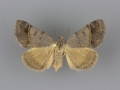 8754 Ptichodis bucetum female
