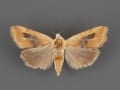 9087-Ponometia-venustula-female