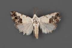 9098-Ponometia-phecolisca-male-iii-25