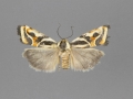 9121 Spragueia magnifica female