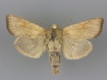 9459 Amphipoea senilis male